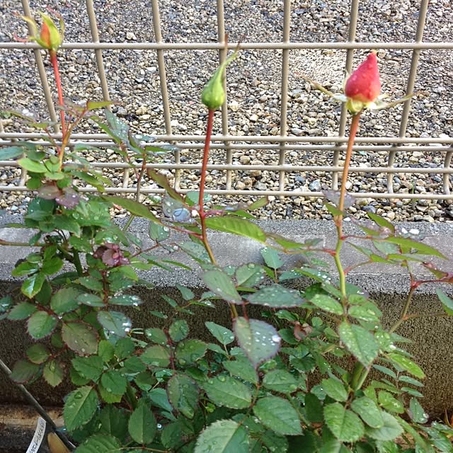 colorfulさんの実例写真