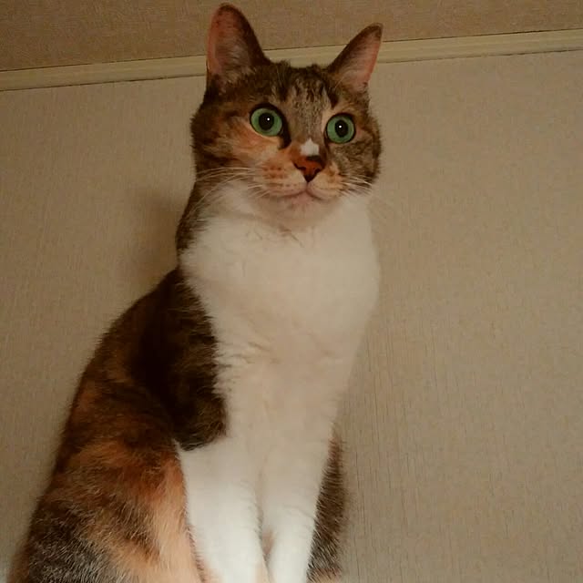 tomo1220さんの実例写真
