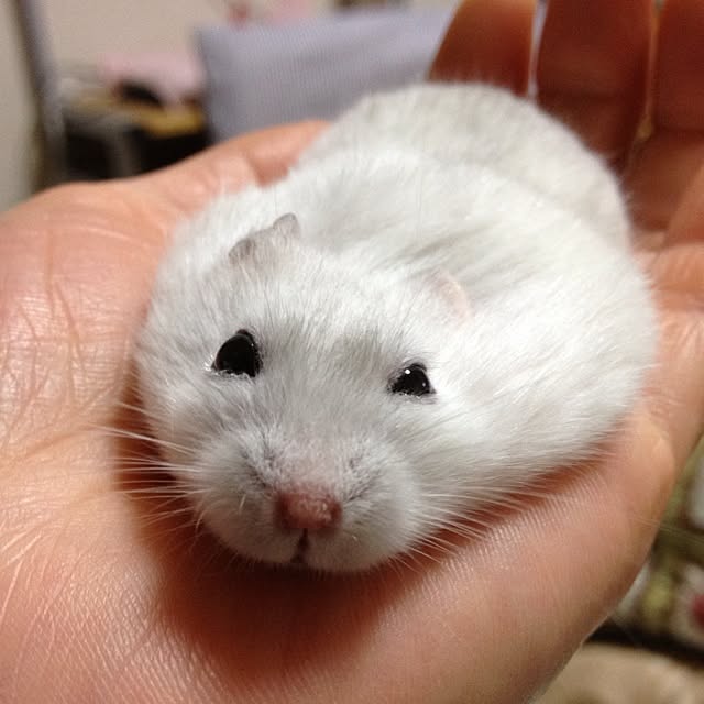 L.さんの実例写真