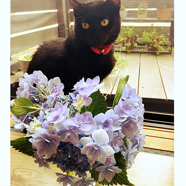 nonoさんの実例写真