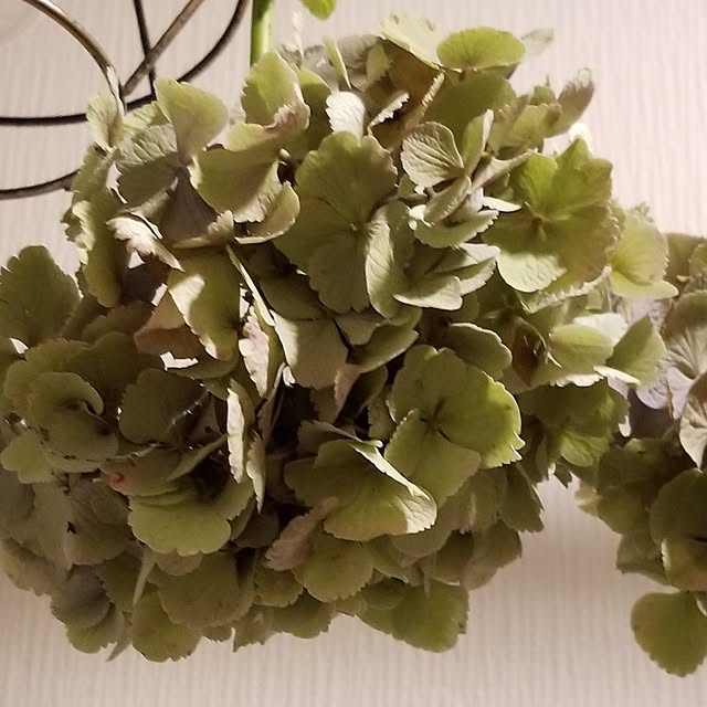 midoriさんの実例写真