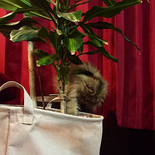 butachanさんの実例写真