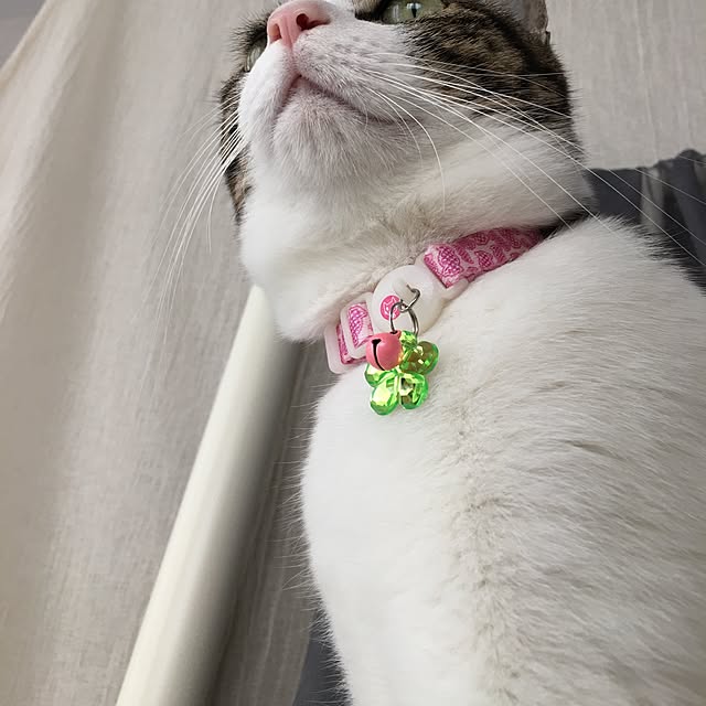 Shihoさんの実例写真