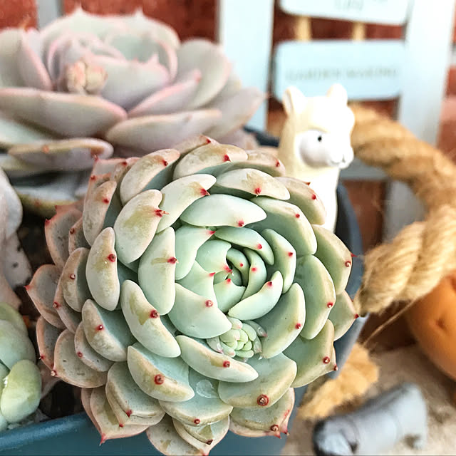 **yuu**さんの実例写真