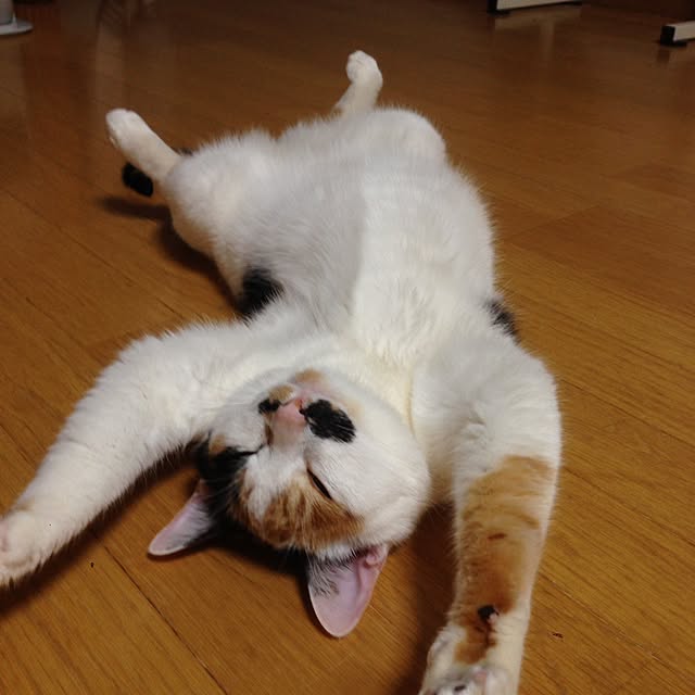 Kinanさんの実例写真