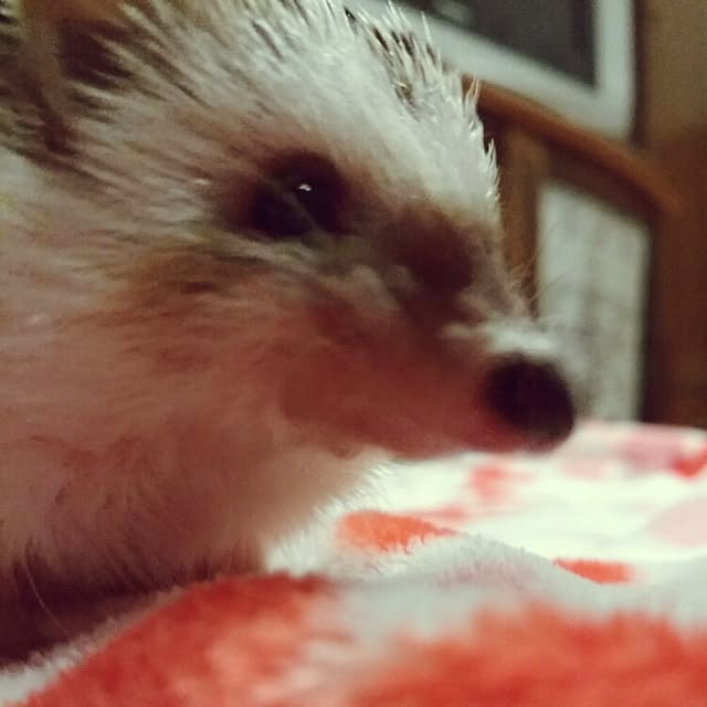 kuruさんの実例写真