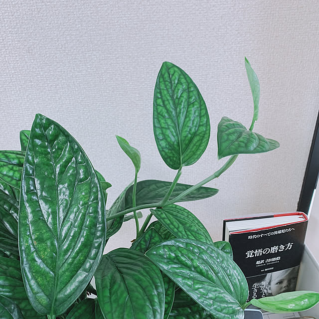 sssさんの実例写真