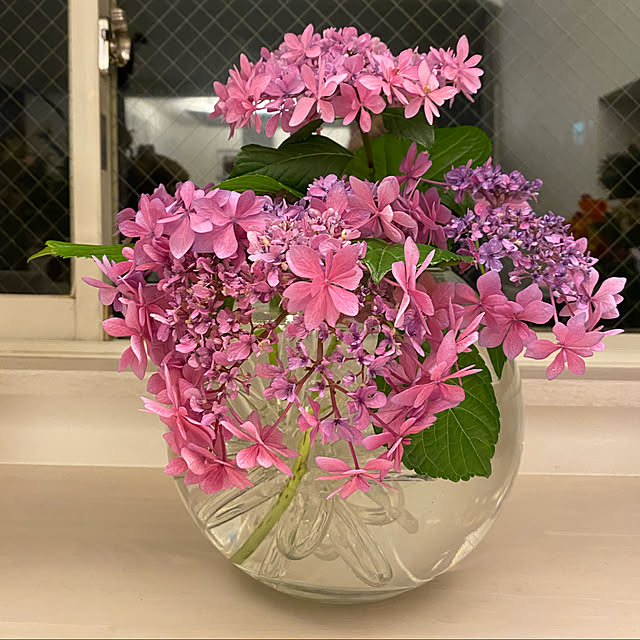部屋全体/出窓のグリーン/花のある風景/紫陽花のインテリア実例 - 2022-06-06 09:39:13