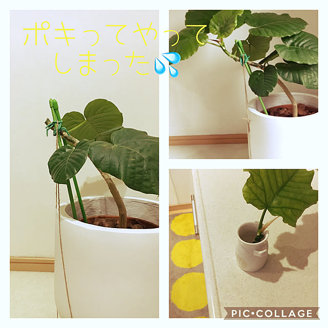 植物のある暮らし/曲がりウンベラータ/北欧インテリアに憧れる/HKSさんのウンベラータ❤/ウンベラータ...などのインテリア実例 - 2020-09-29 14:43:21