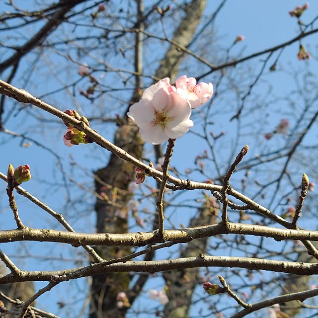 Rubiconさんの部屋
