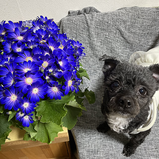 Chipさんの実例写真