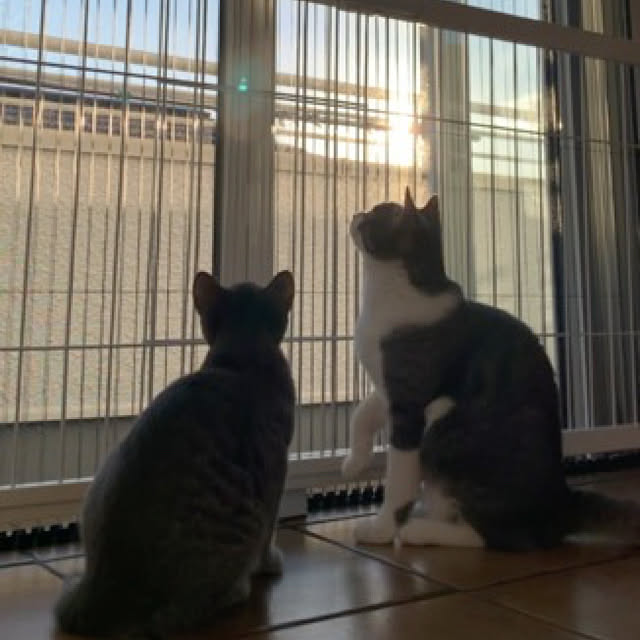 aomokuさんの実例写真