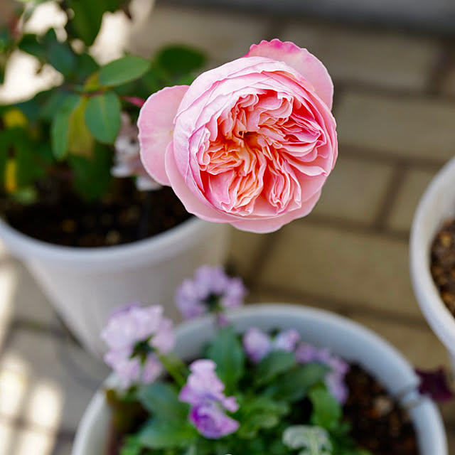 haruisabelさんの実例写真