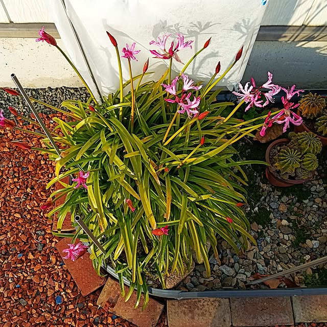 asakenさんの実例写真