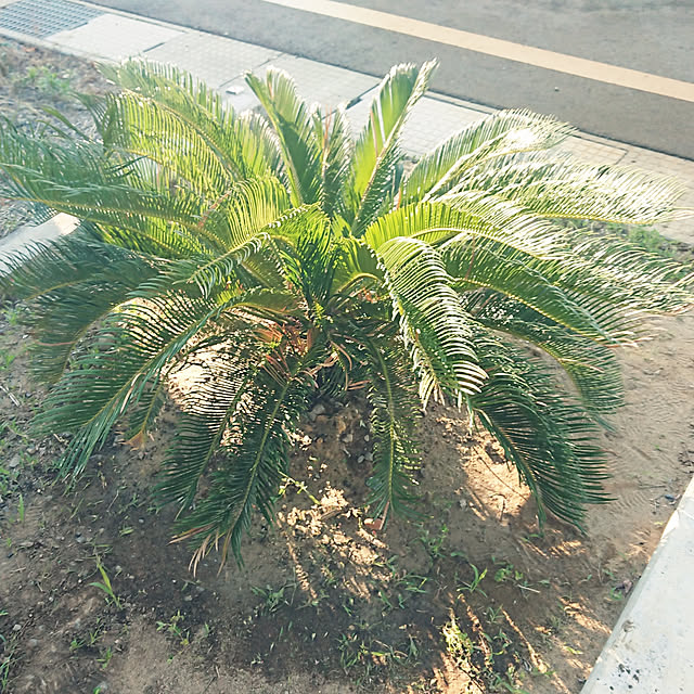 shinaTさんの実例写真