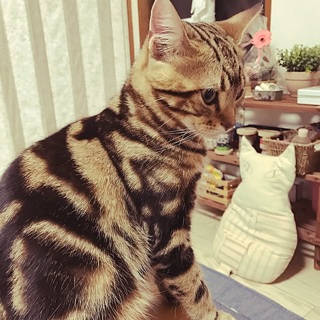 xxxnyanxxxmakuriさんの実例写真