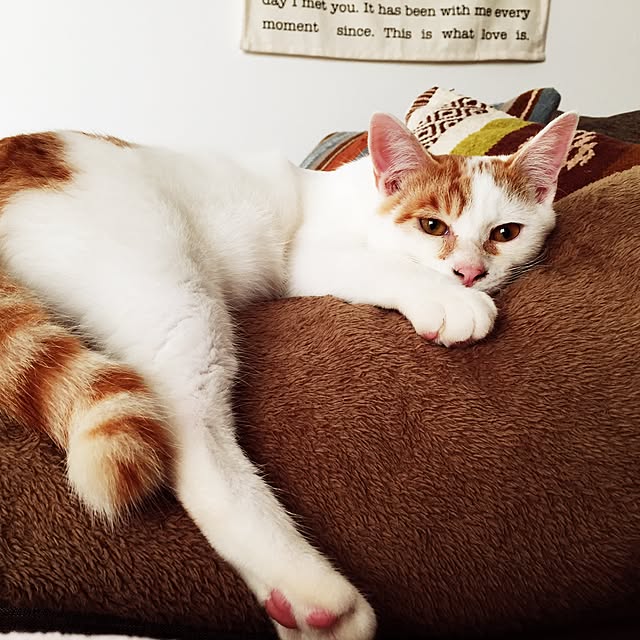 minkokoさんの実例写真