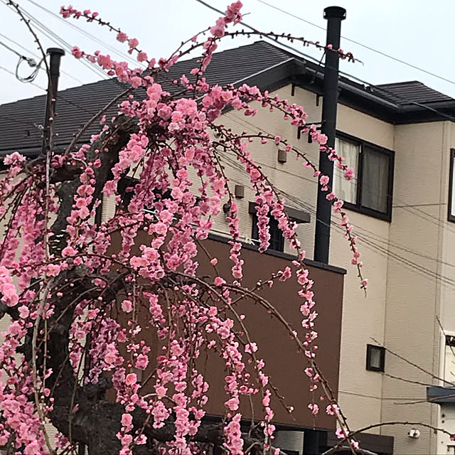 ayomoyuさんの実例写真