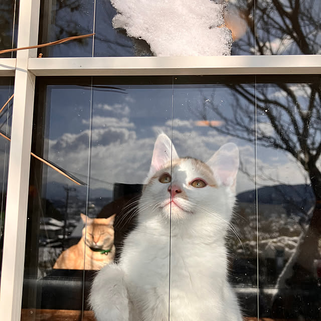 tomorinさんの実例写真