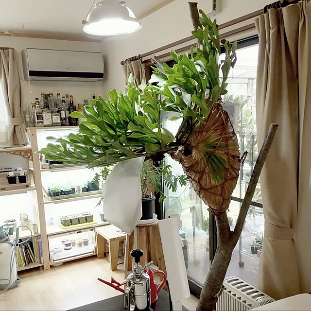 S-Tillandsiaさんの実例写真