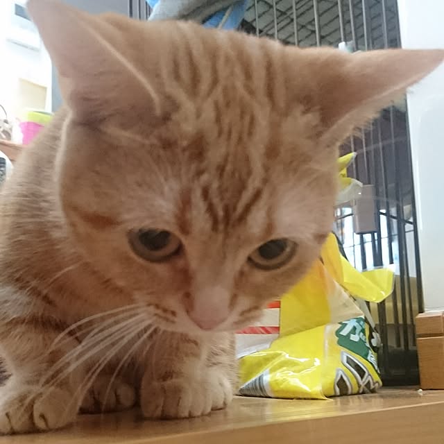 shinobuさんの実例写真