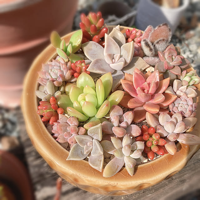 玄関/入り口/寄せ植え/多肉植物/秋色インテリアのインテリア実例 - 2023-11-02 23:26:16