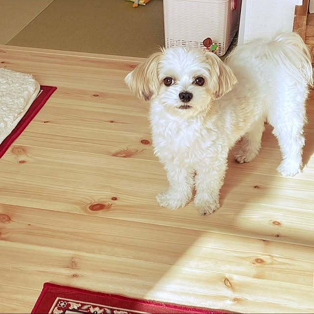 naoさんの実例写真