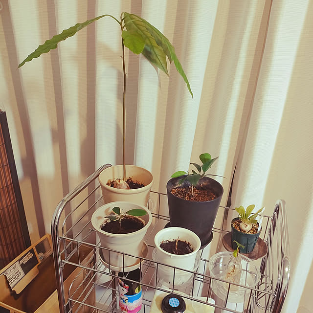 棚/観葉植物のインテリア実例 - 2022-07-04 22:55:37