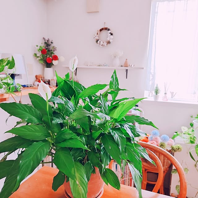 surviveさんの部屋