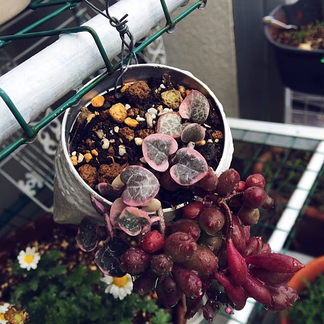 玄関/入り口/多肉植物/寄せ植えのインテリア実例 - 2014-11-09 23:13:46