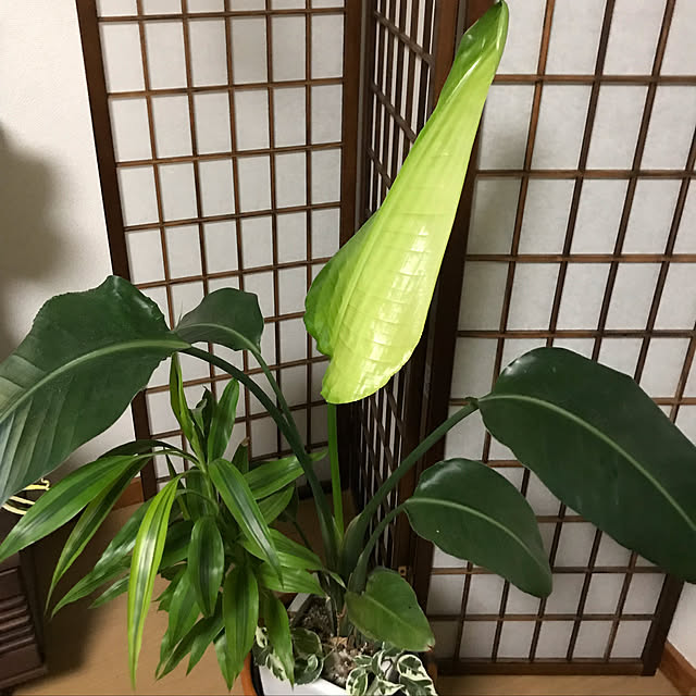 ninaninaさんの実例写真