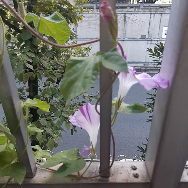 medakaさんの実例写真