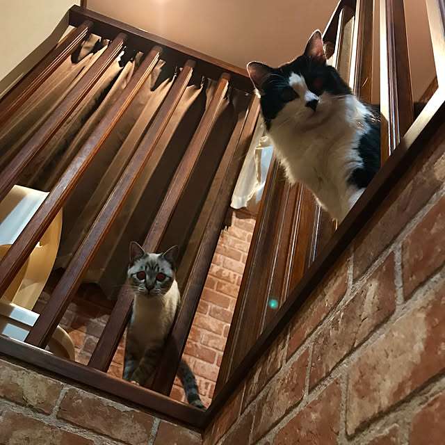 butachanさんの実例写真