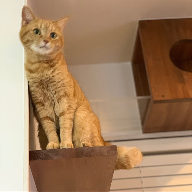 mikeume7さんの実例写真