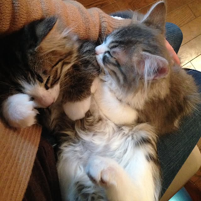 fuuさんの実例写真