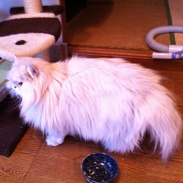 mowapowaさんの実例写真