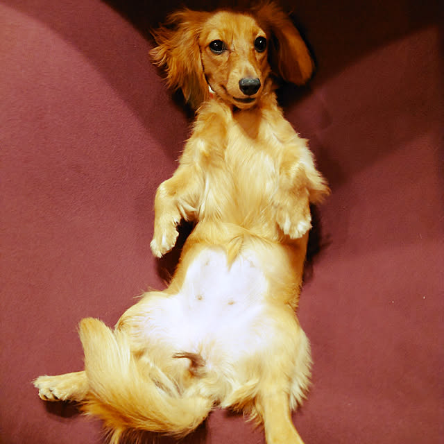 ponchanさんの実例写真