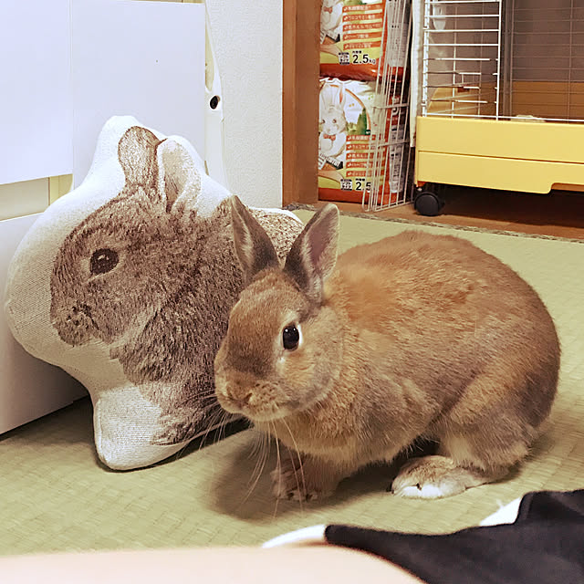chiyokoさんの実例写真