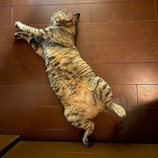 hansho.sさんの部屋