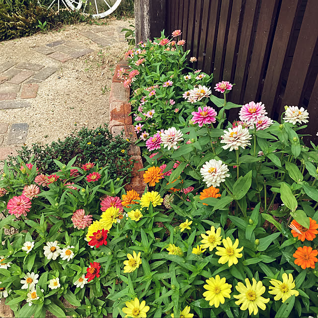 momokaさんの実例写真