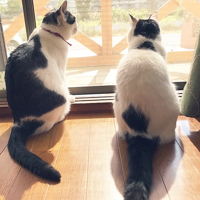 miiko3さんの実例写真