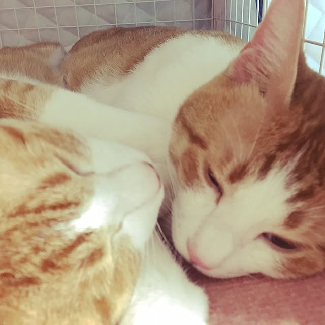 kaihazuさんの実例写真
