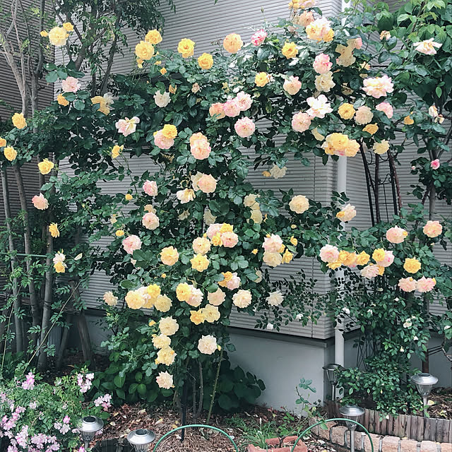 angelrose.yuuさんの実例写真