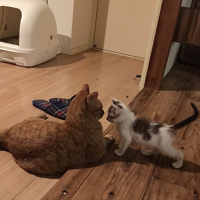 sumisumiさんの実例写真