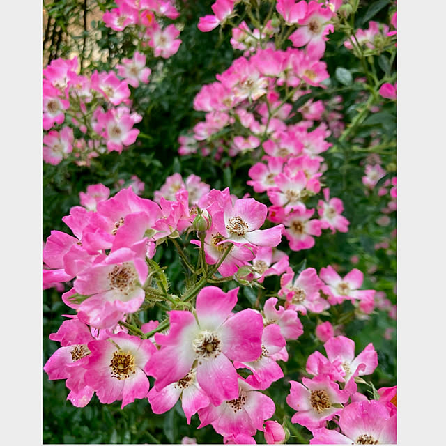 CoCo0617さんの実例写真