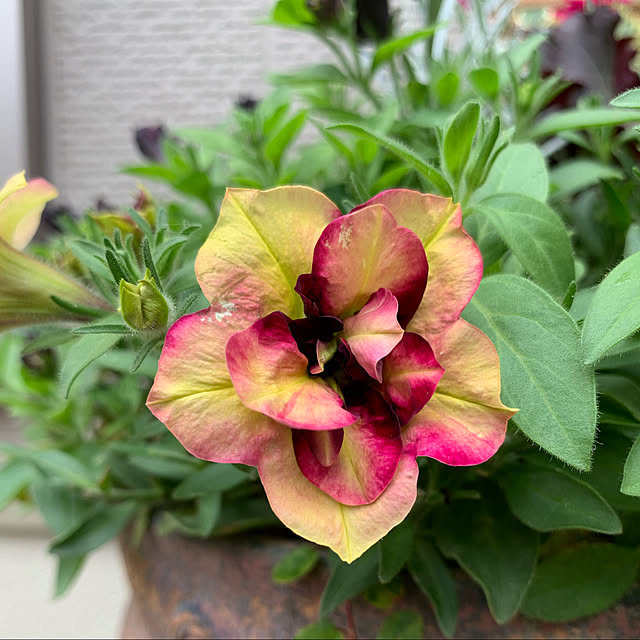 yukarin-gardenさんの実例写真