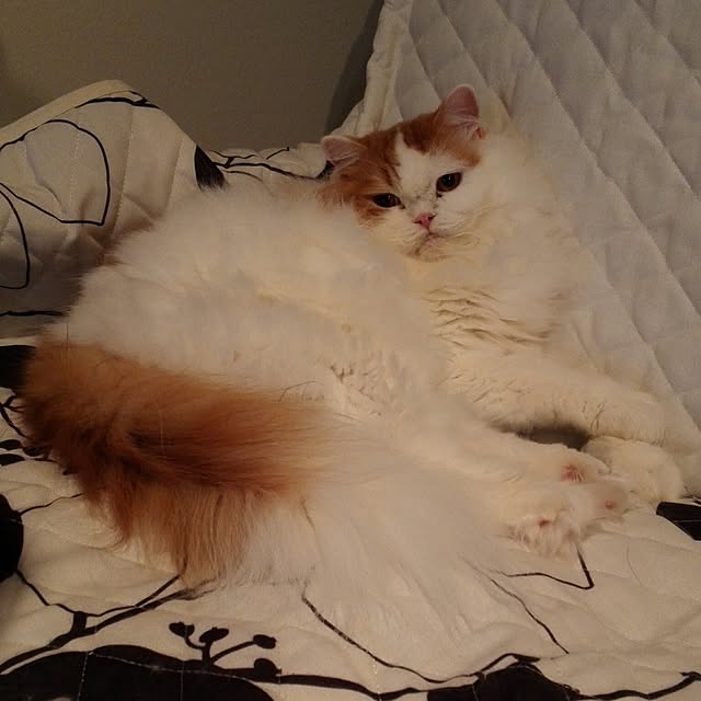 1ldksさんの実例写真