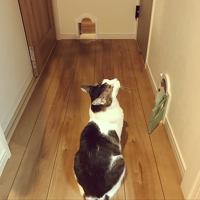 popokoさんの実例写真