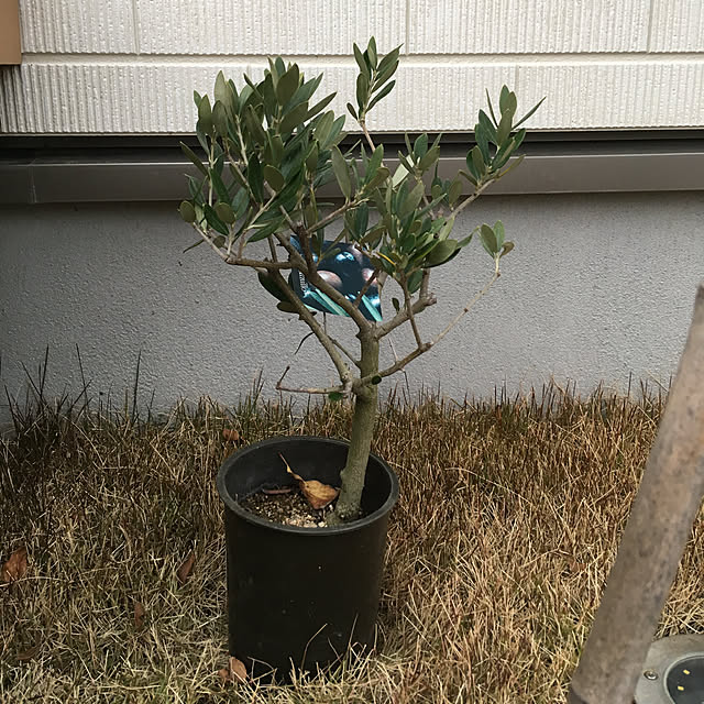 sachimさんの実例写真