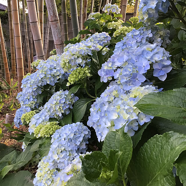 houenさんの実例写真